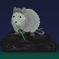 Gray rat at night sits on a large stone near a swamp and nibbles on bamboo,