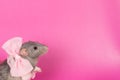 Gray rat on a pink background with a pink bow for a holiday Royalty Free Stock Photo