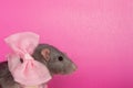 Gray rat on a pink background with a pink bow for a holiday Royalty Free Stock Photo