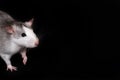 Gray rat portrait isolated on black background. Rodent pet. Domesticated rat close up. The rat with long tail is looking at the Royalty Free Stock Photo