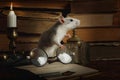 Gray rat runs around among old books, candle holder and old-fashioned glasses Royalty Free Stock Photo