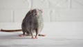 Gray rat sit on white floor, afraid and run, leaving poop, concept of cowardice