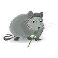 Gray rat sits and nibbles on a bamboo, on a white background Royalty Free Stock Photo