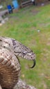 Gray rat snake Royalty Free Stock Photo