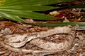 Gray Rat Snake Royalty Free Stock Photo