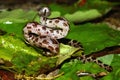 Gray Rat Snake (Elaphe obsoleta) Royalty Free Stock Photo