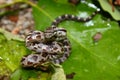 Gray Rat Snake (Elaphe obsoleta) Royalty Free Stock Photo