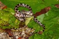 Gray Rat Snake (Elaphe obsoleta)