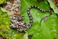 Gray Rat Snake (Elaphe obsoleta) - Alabama Royalty Free Stock Photo