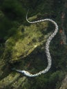 Gray Rat Snake - Underwater Royalty Free Stock Photo