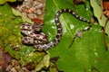 Gray Rat Snake (Elaphe obsoleta) Royalty Free Stock Photo