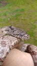 Gray rat snake Royalty Free Stock Photo