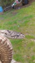 Gray rat snake Royalty Free Stock Photo