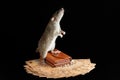 A gray rat is standing on a wallet. Mouse and money isolated on a black background. Rodent on euro banknotes Royalty Free Stock Photo