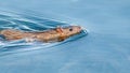 gray rat swims on the lake