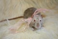 Gray rat tie