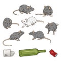 Gray rats with labaratory rat and trash