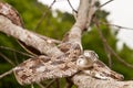 Gray Ratsnake