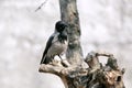 Gray Raven sitting on a tree branch