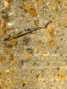 Gray raw concrete with yellow moss. Close-up. Natural background Royalty Free Stock Photo