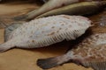 Gray raw flounder fish on a brown table Royalty Free Stock Photo