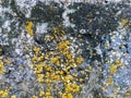 Gray raw stone with yellow moss. Close-up Royalty Free Stock Photo