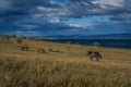 gray red brown horses walk on the gold grass, blue lake baikal, in the light of sunset, against the background of mountains Royalty Free Stock Photo