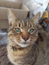 gray red cat basking in the sun Royalty Free Stock Photo