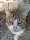 gray red cat basking in the sun Royalty Free Stock Photo