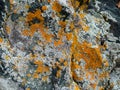 Gray red lichen on the surface of the stone, selective focus.