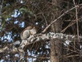A gray and red squirrel with bright black eyes gnaws a nut on a white birch tree on a dark background in a park Royalty Free Stock Photo