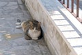 Gray-red-white cat lying on stone pavement Royalty Free Stock Photo