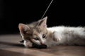 The gray-red-white kitten lies on the wooden floor and holds its toy in its teeth. The little hunter catches a bow on a