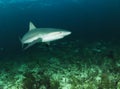 Gray reef shark Royalty Free Stock Photo
