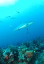 Gray reef shark