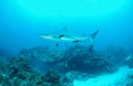 Gray reef shark Royalty Free Stock Photo