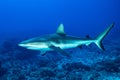 Gray Reef shark