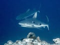 Gray Reef Shark Close up in Blue Ocean Royalty Free Stock Photo