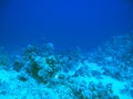 Gray Reef Shark on coral underwater world