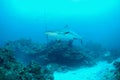 Gray reef sharks