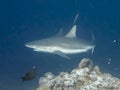 Gray Reef Shark Close Up Profile in Blue Underwater Image Royalty Free Stock Photo