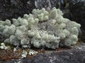 Gray reindeer lichen Cladonia rangiferina close-up in the forest. Light bushy lichen species. Reindeer moss
