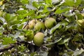 Gray Renette, Malus domestica, late autumn variety, Bavaria, Germany, Europe Royalty Free Stock Photo