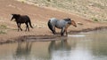 Gray Roan Wild Horse Stallion With Chestnut Mare At The Water Hole In The Pryor Mountains Wyoming United States