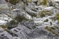 gray rock texture with sparse vegetation, moss in autumn season, abstract stone design, background Royalty Free Stock Photo