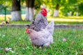 Gray rooster and chicken in the garden graze on the grass Royalty Free Stock Photo