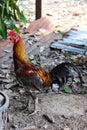Gray rooster with red comb, good for breeders Royalty Free Stock Photo