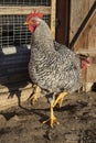 Gray rooster, rural chicken coop, poultry in the yard. Royalty Free Stock Photo
