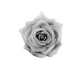 Gray rose flower with water drops top view isolated on white background , clipping path Royalty Free Stock Photo