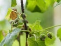 Gray rot has hit the currant Bush Royalty Free Stock Photo